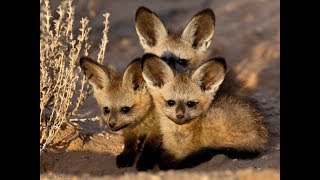 Peculiar Bat Eared Fox [upl. by Nilre]