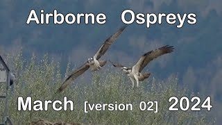 Airborne Ospreys  Rutland  version 2  March 2024 [upl. by Judy]