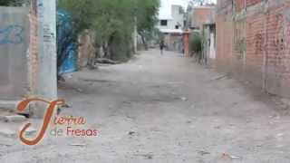 Tierra de Fresas Comunidad Paso Blanco Irapuato Guanajuato [upl. by Devondra]