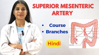 Superior Mesenteric Artery SMA  Easy Written Notes  Course  Division  Termination anatomy [upl. by Eihpos75]