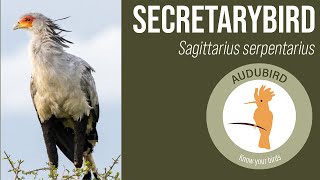 The majestic Secretarybird africanbirds birding birdsofprey [upl. by Apoor618]