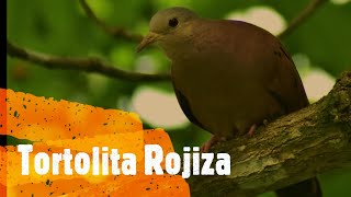 Tortolita Rojiza Ruddy Ground Dove Columbina talpacoti [upl. by Ayra]