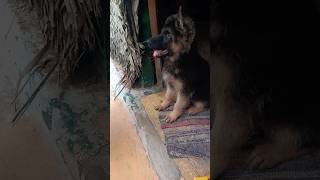 Dog food guidelines✨❤️dog food shorts trending germanshepperd tamil puppy [upl. by Erle]