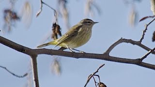 Palm Warbler [upl. by Ennaeilsel721]