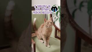 Is Declawing Cats Okay shorts cats [upl. by Hartzell866]