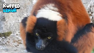 Ruffed Lemur Relaxing [upl. by Nilo]