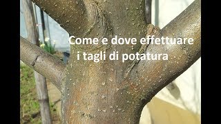 Come e dove fare i tagli di potatura [upl. by Adena]