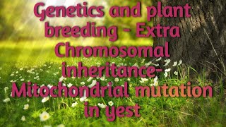 Cytoplasmic inheritance Mitochondrial mutation in yest [upl. by Auqenwahs]