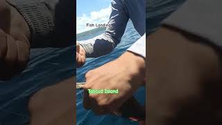 pamingwit fishing panagat utubeshorts talicudisland liwaliw [upl. by Bomke]