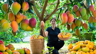 Vietnamese beautiful girl Harvest Mango amp Goes To Market Sell  Harvesting And Cooking [upl. by Mareld555]