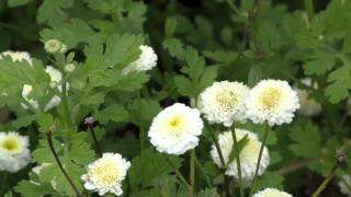 Moederkruid Tanacetum parthenium Feverfew [upl. by Saretta]