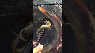 Removing parasitic lampreys from a fish [upl. by Linetta868]