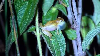 Dendropsophus minutus  Pinhalzinho SP [upl. by Ahcsrop]