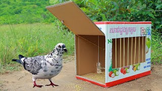 Easy Trapping Simple Quick Pigeon Trap Make From Cardboard Box [upl. by Atikaj538]