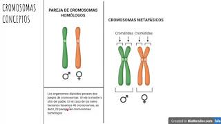 Cromosomas homólogos y metafásicos [upl. by Liebowitz887]