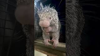 Meet our newest prickly resident Quillow [upl. by Anastasie]