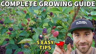 Grow The Most Incredible BLACKBERRIES In 5 Easy Steps [upl. by Adela]