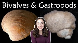 Mollusca Pt 2 Bivalves amp Gastropods Invertebrate Paleontology  GEO GIRL [upl. by Stephan]