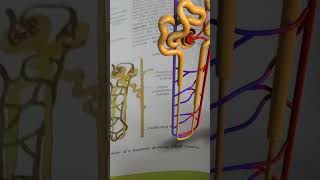 Structure of Nephrons  Uriniferous tubules Chapter 16 Excretory products amp their elimination [upl. by Vento]