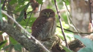 Ferruginous Pygmy Owl [upl. by Euhc478]