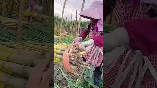 Fastening process of sugarcane bale [upl. by Saibot918]