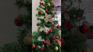 GATOS X ÁRVORE DE NATAL 🎄 DEU RUIM😹 gato gatos gatinho gatinhos gatosfofos gatobranco natal [upl. by Thomson]