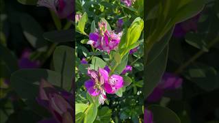 Polygala myrtifolia  Petite Butterfly Sweet Pea Plant Magenta color flowers [upl. by Ric381]