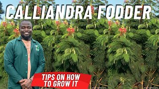 How To Cultivate Calliandra Fodder for Goats Cows and Rabbits [upl. by Illib]