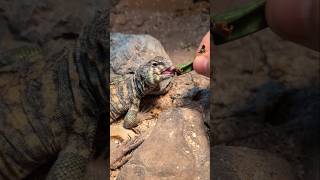 Uromastyx Handfeeding petlizard uromastyx feeding cute [upl. by Eidnim]