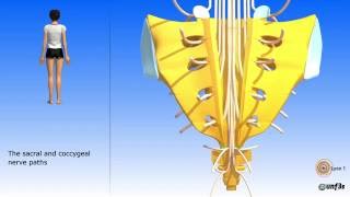 The pelvis sacrum coccyx Sacral and coccygeal nerve paths [upl. by Dougal]