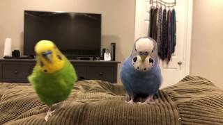 Pixels Name is Kiwi  Parakeet Talking wCaptions [upl. by Butta191]