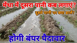 मेंथा में दूसरा पानी कब लगाए दूसरे पानी पर क्या डालें Mentha me dusra pani kab lagaye [upl. by Lody502]