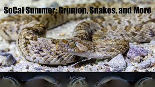 SoCal Summer Grunion Snakes and More [upl. by Katy172]