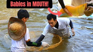 ASIAN amp Silver AROWANA Harvesting at Qian Hu Fish Farm Singapore [upl. by Irving335]