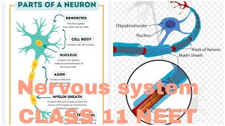 NERVOUS SYSTEM HUMAN PHYSIOLOGY AB ALL IS WELL [upl. by Vasiliu]