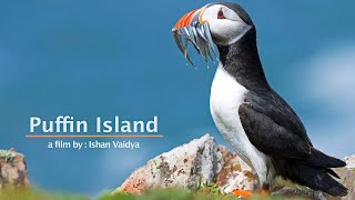 PUFFIN ISLAND [upl. by Jerrilyn]