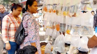 04022024 galiff street fish price update  galiff street new video  India  part 1 [upl. by Epuladaug]