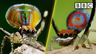 Peacock spiders dance for your life  BBC [upl. by Atwekk]