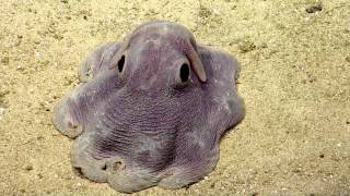 Dumbo Octopus in Action  Nautilus Live [upl. by Namdor]