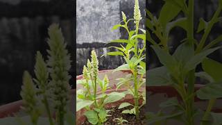 Todays blooms in my garden ll celosia flower plants shortvideo trending rooftop garden [upl. by Adnerak]