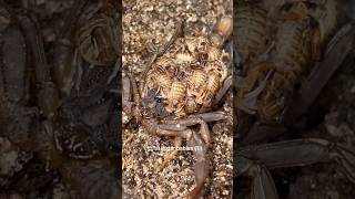 Alligator Back Scorpion Babies Hottentota hottentota [upl. by Stranger]