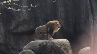 Epic Lion Roar at Lincoln Park Zoo [upl. by Yarehs]