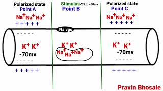 Electrical transmission of nerve impulses  Nerve impulse conduction [upl. by Euginom199]
