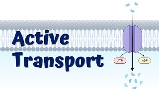 Primary and Secondary Active Transport Animation  SodiumPotassium Pump  Symport Protein [upl. by Sokairyk]