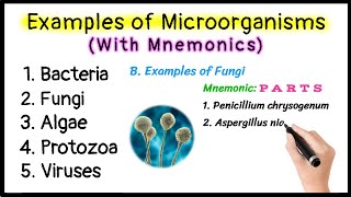 Examples of Microorganisms with Mnemonics  Bacteria  Fungi  Algae  Protozoa  Viruses [upl. by Om]