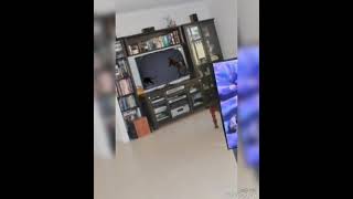 Joe pussy cat loves watches tv rspca ad [upl. by Alegre26]