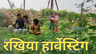 Rakhiya Harvest  Organic Vegetables Harvesting 🍐🥒🌽🍆 [upl. by Burnley]