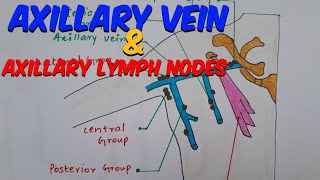 L7  Axillary Vein amp Axillary Lymph Nodes  AXILLA of Upper Limb  1st year Mbbs  humananatomy [upl. by Anivas]