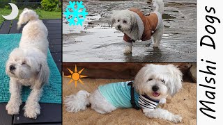 Malshi Dogs Coat Seasonal Care Summer Winter amp Night  Wookidog Maltese Shih Tzu 4K Dog Video [upl. by Oicneconi]