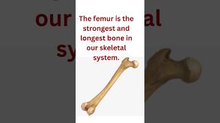 Biology fact femurbone bone knowledge trending [upl. by Ancilin]